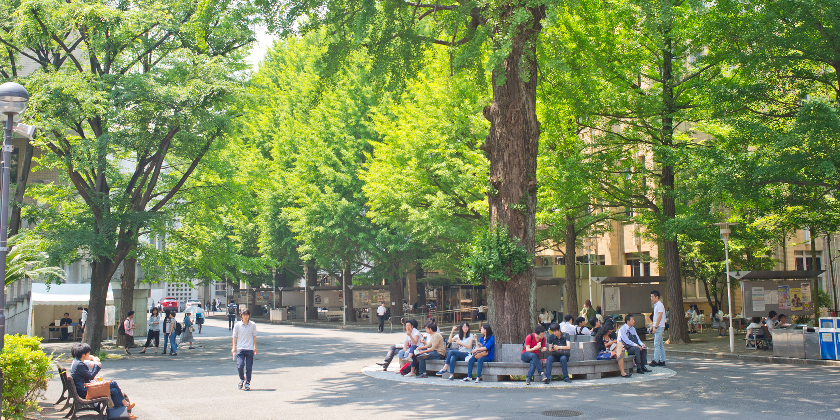 三田銀杏キャンパス風景の写真（春）
