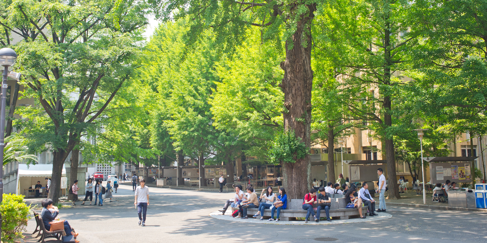 Photograph of gingko trees on Mita Campus (spring) 