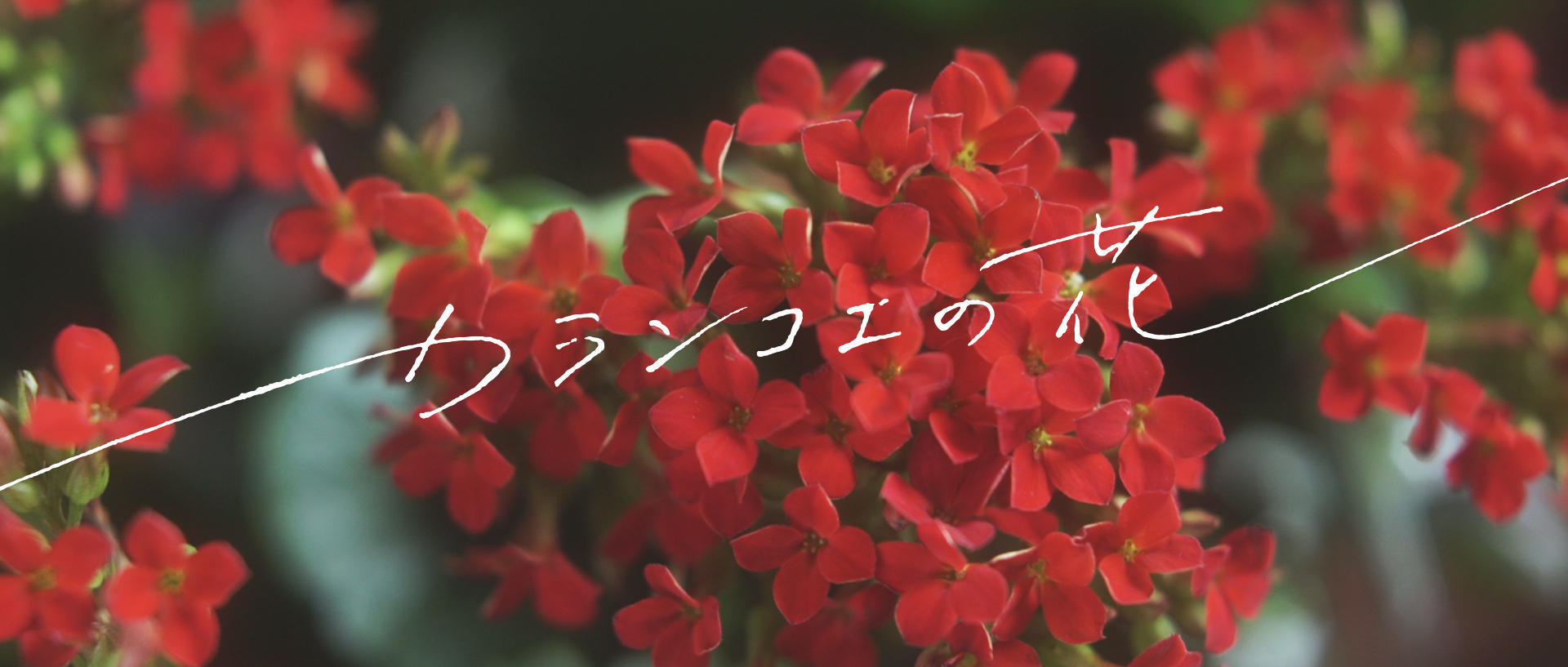 映画「カランコエの花」のタイトルロゴと花の写真